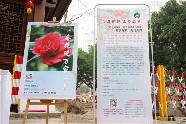 “茶花進萬家”領養活動 圖源：中國網溫州