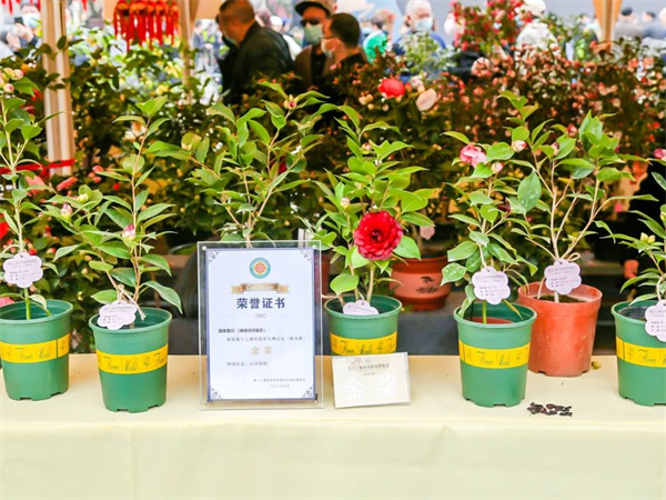 第十三届中国茶花博览会茶花评比 图源：中国网温州