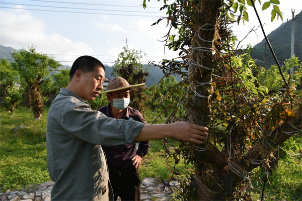 最美林草科技推广员孔强扎根林业30年